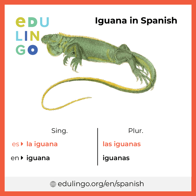 Iguana in Spanish vocabulary picture with singular and plural for download and printing