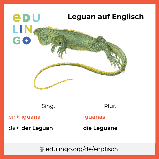 Leguan auf Englisch Vokabelbild mit Singular und Plural zum Herunterladen und Ausdrucken
