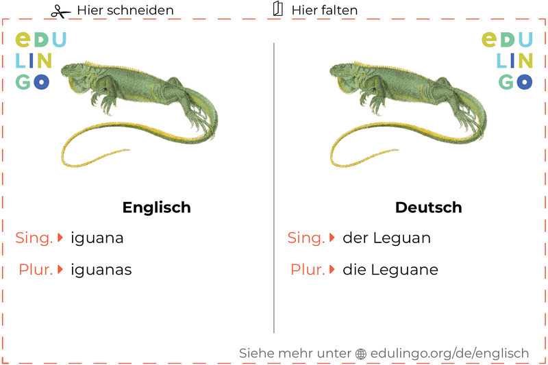 Leguan auf Englisch Vokabelkartei zum Ausdrucken, Üben und Lernen