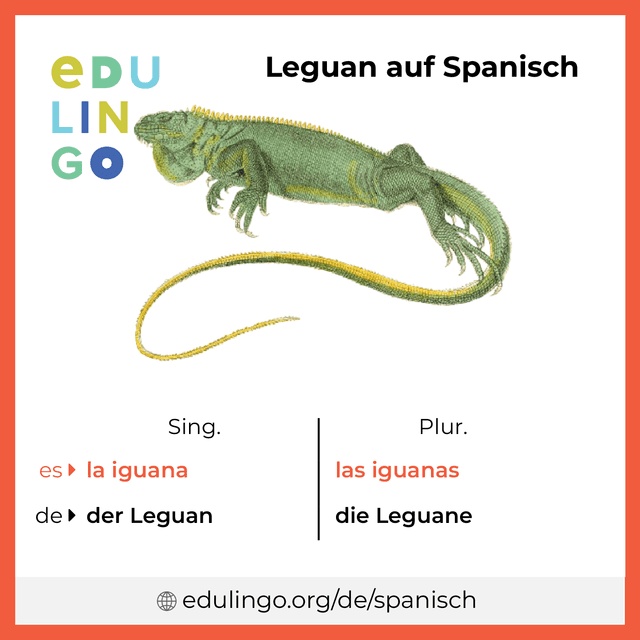 Leguan auf Spanisch Vokabelbild mit Singular und Plural zum Herunterladen und Ausdrucken