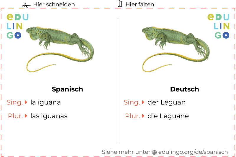 Leguan auf Spanisch Vokabelkartei zum Ausdrucken, Üben und Lernen
