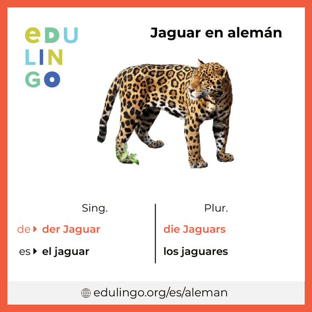 Imagen de vocabulario Jaguar en alemán con singular y plural para descargar e imprimir