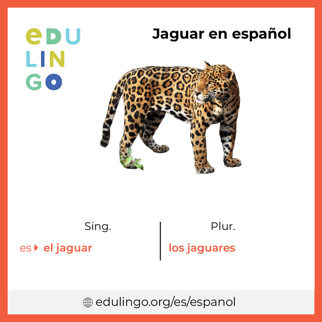 Imagen de vocabulario Jaguar en español con singular y plural para descargar e imprimir