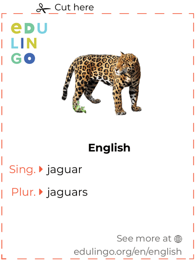 Jaguar in English vocabulary flashcard for printing, practicing and learning