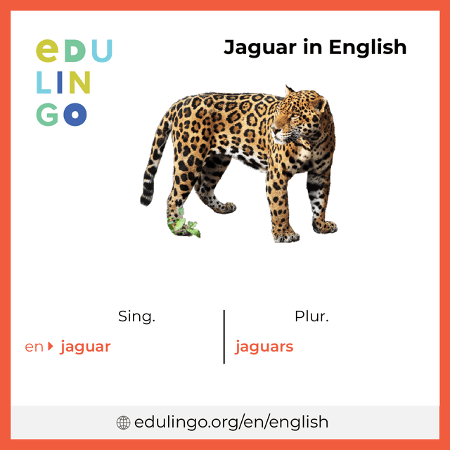 Jaguar in English vocabulary picture with singular and plural for download and printing