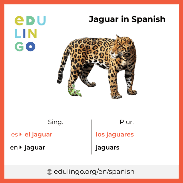 Jaguar in Spanish vocabulary picture with singular and plural for download and printing