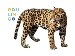 Thumbnail: Jaguar in Spanish
