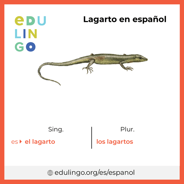Imagen de vocabulario Lagarto en español con singular y plural para descargar e imprimir
