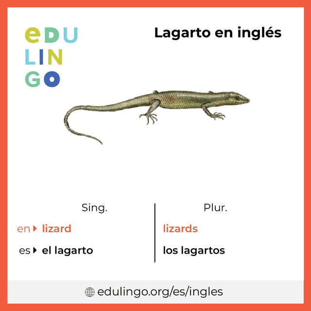 Imagen de vocabulario Lagarto en inglés con singular y plural para descargar e imprimir