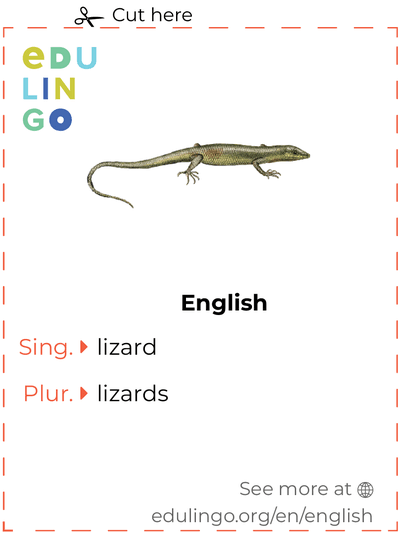 Lizard in English vocabulary flashcard for printing, practicing and learning