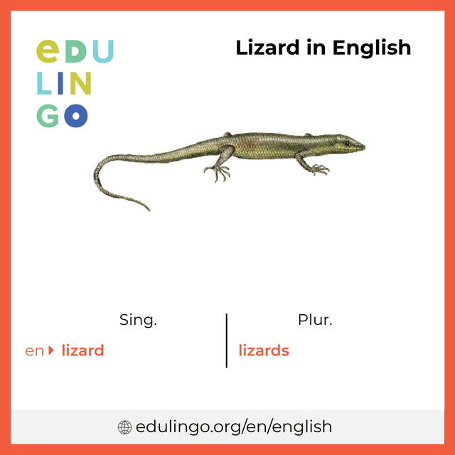 Lizard in English vocabulary picture with singular and plural for download and printing