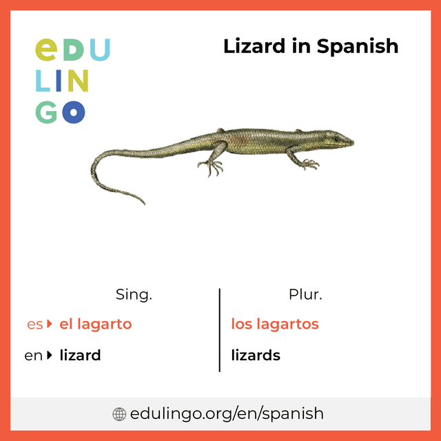 Lizard in Spanish vocabulary picture with singular and plural for download and printing