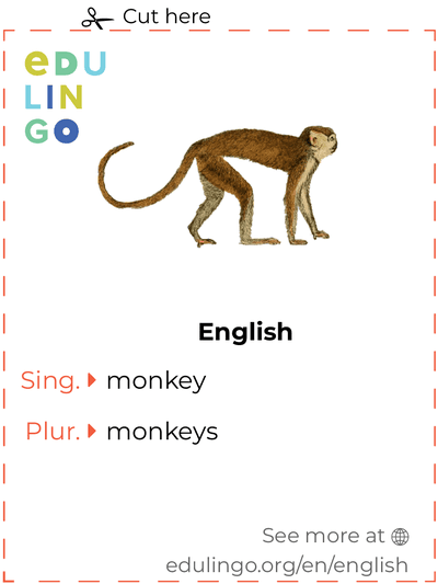 Monkey in English vocabulary flashcard for printing, practicing and learning