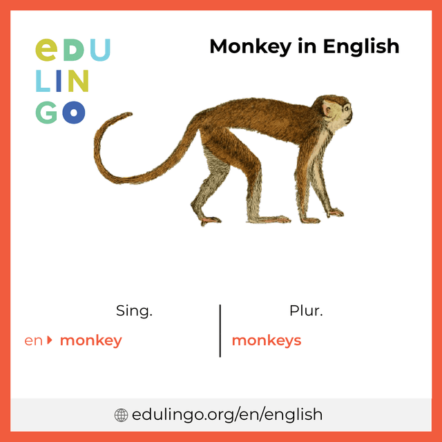 Monkey in English vocabulary picture with singular and plural for download and printing
