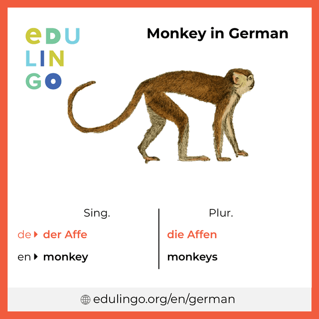 Monkey in German vocabulary picture with singular and plural for download and printing
