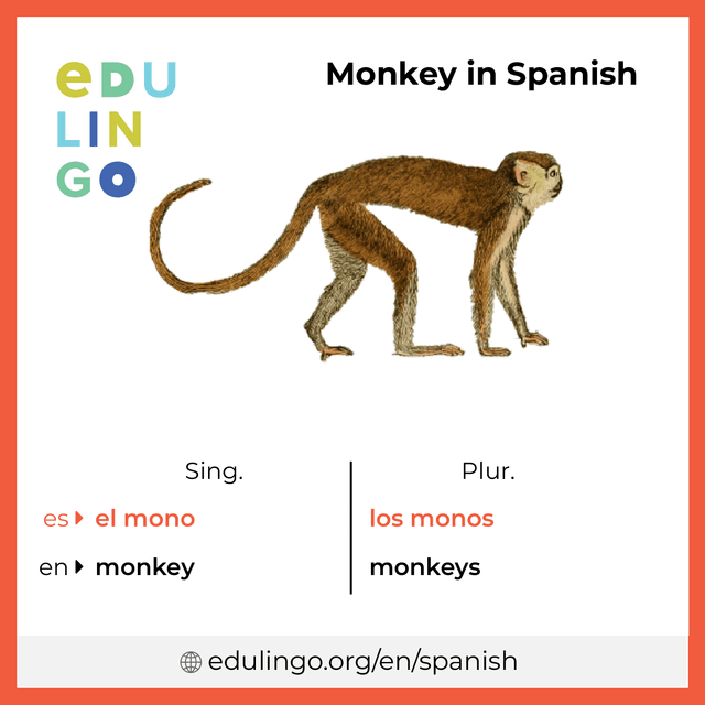 Monkey in Spanish vocabulary picture with singular and plural for download and printing