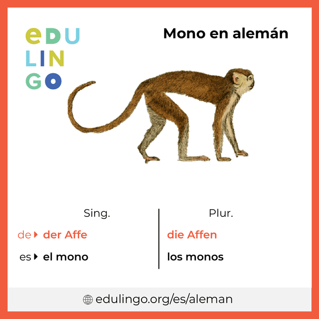 Imagen de vocabulario Mono en alemán con singular y plural para descargar e imprimir