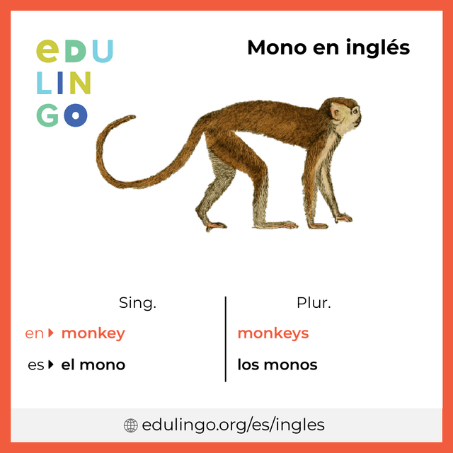 Imagen de vocabulario Mono en inglés con singular y plural para descargar e imprimir