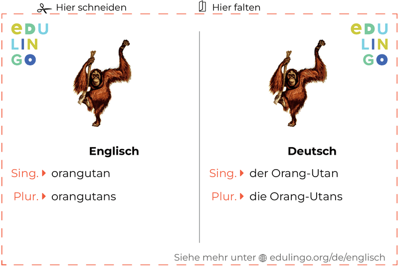 Orang-utan auf Englisch Vokabelkartei zum Ausdrucken, Üben und Lernen
