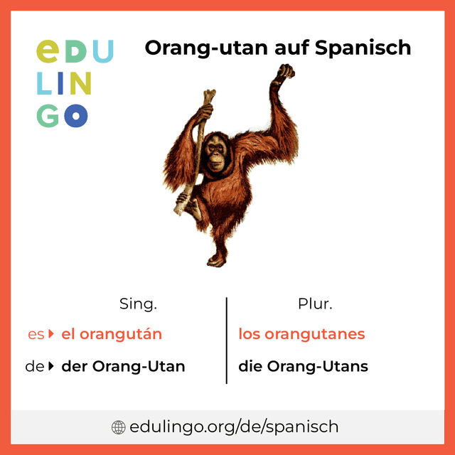 Orang-utan auf Spanisch Vokabelbild mit Singular und Plural zum Herunterladen und Ausdrucken