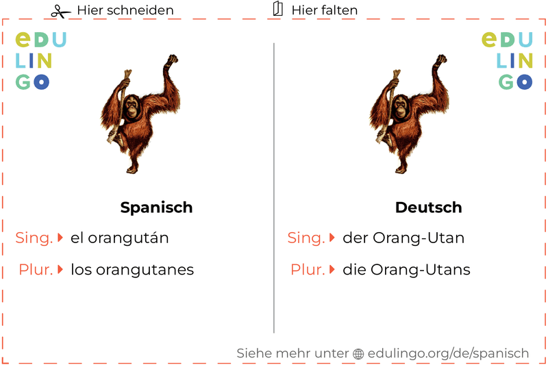 Orang-utan auf Spanisch Vokabelkartei zum Ausdrucken, Üben und Lernen