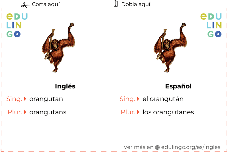 Ficha de Vocabulario Orangután en inglés para imprimir, practicar y aprender