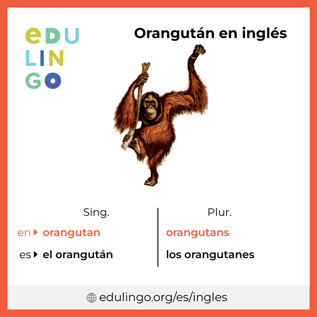 Imagen de vocabulario Orangután en inglés con singular y plural para descargar e imprimir