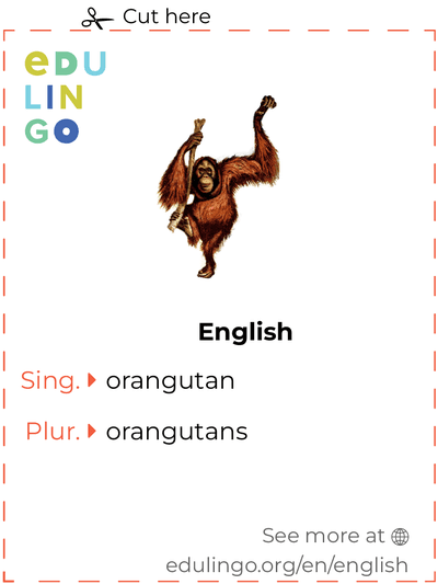 Orangutan in English vocabulary flashcard for printing, practicing and learning