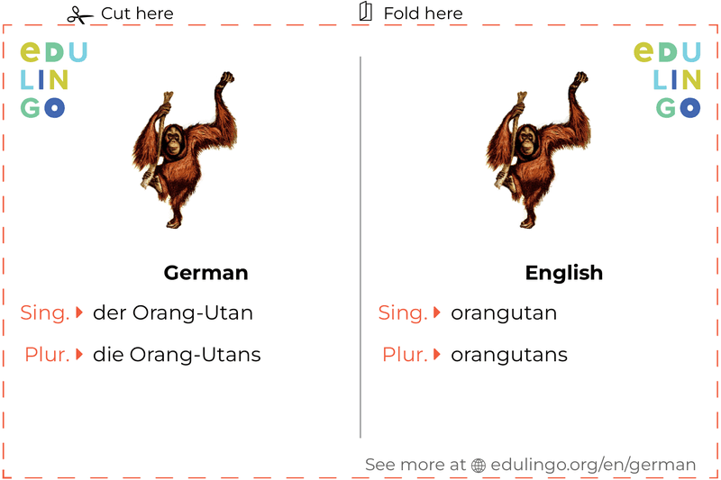 Orangutan in German vocabulary flashcard for printing, practicing and learning