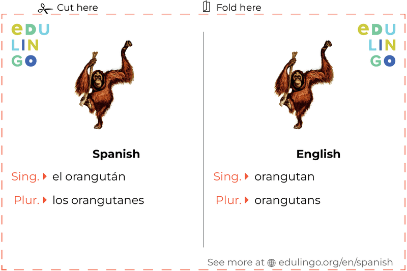 Orangutan in Spanish vocabulary flashcard for printing, practicing and learning