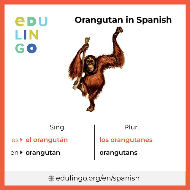 Orangutan in Spanish vocabulary picture with singular and plural for download and printing