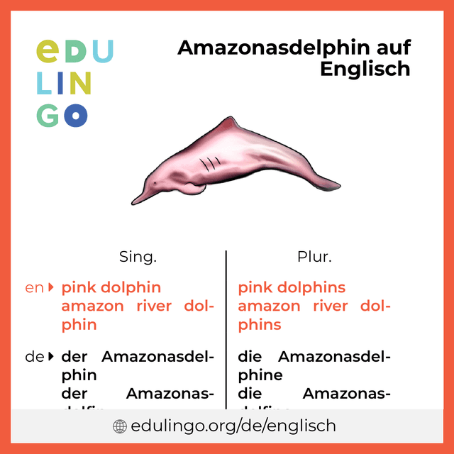 Amazonasdelphin auf Englisch Vokabelbild mit Singular und Plural zum Herunterladen und Ausdrucken