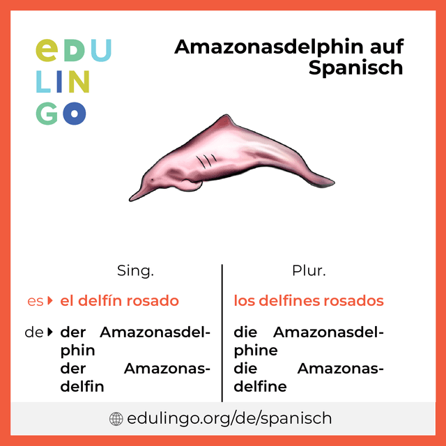Amazonasdelphin auf Spanisch Vokabelbild mit Singular und Plural zum Herunterladen und Ausdrucken