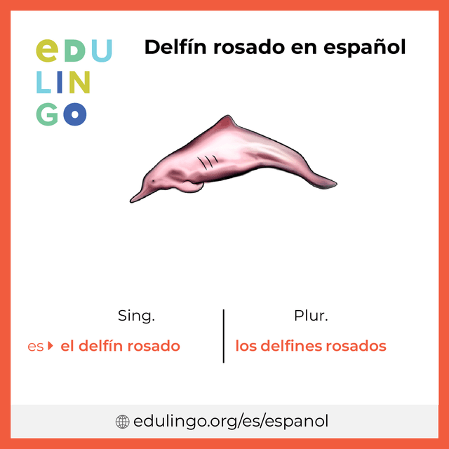 Imagen de vocabulario Delfín rosado en español con singular y plural para descargar e imprimir