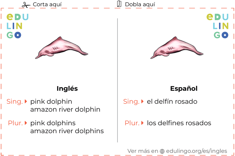 Ficha de Vocabulario Delfín rosado en inglés para imprimir, practicar y aprender