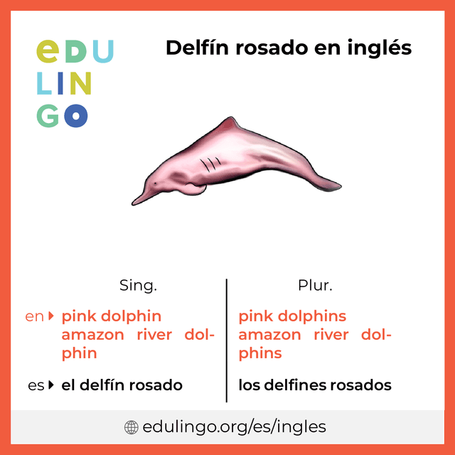 Imagen de vocabulario Delfín rosado en inglés con singular y plural para descargar e imprimir