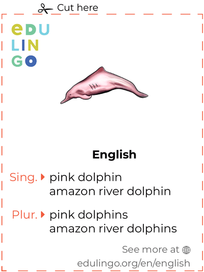Pink Dolphin in English vocabulary flashcard for printing, practicing and learning