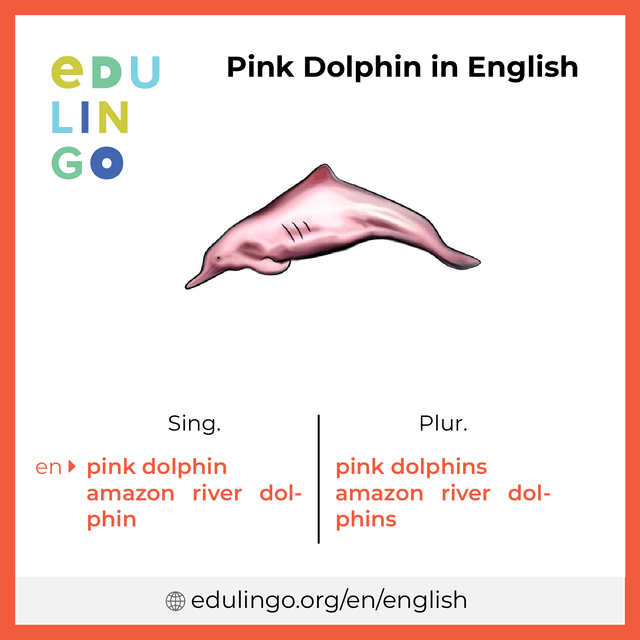 Pink Dolphin in English vocabulary picture with singular and plural for download and printing