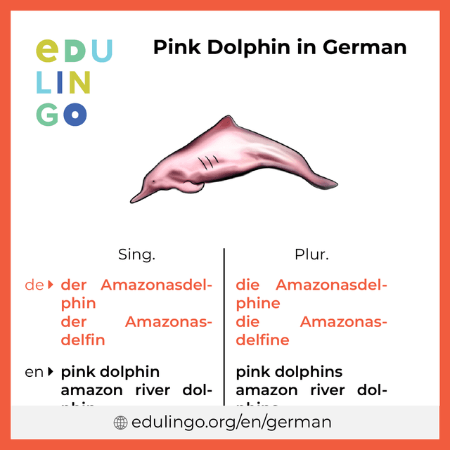 Pink Dolphin in German vocabulary picture with singular and plural for download and printing