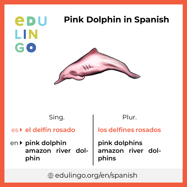 Pink Dolphin in Spanish vocabulary picture with singular and plural for download and printing
