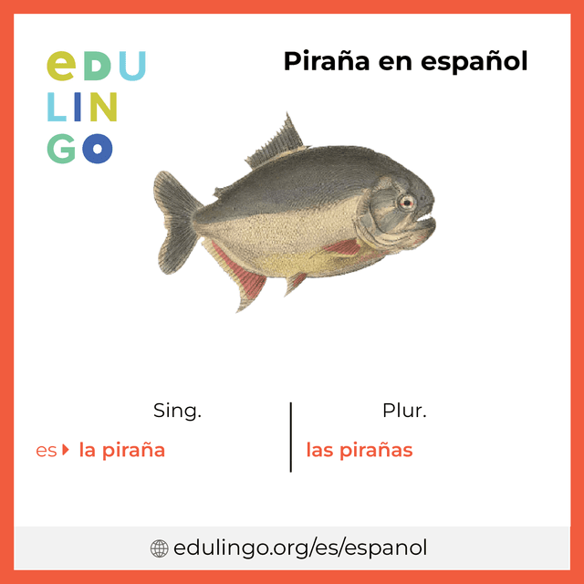 Imagen de vocabulario Piraña en español con singular y plural para descargar e imprimir