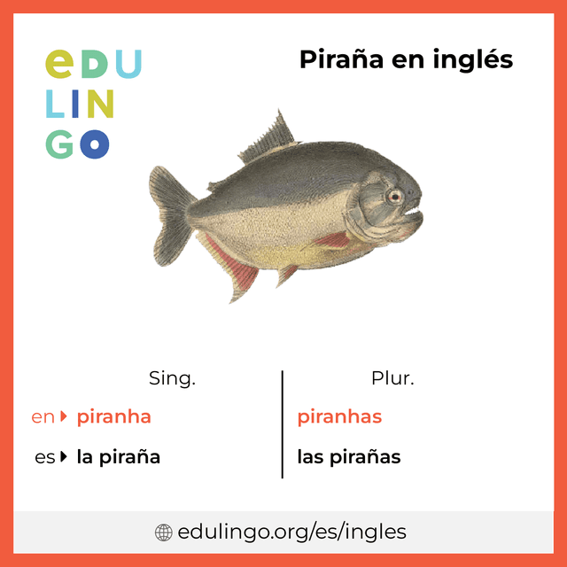 Imagen de vocabulario Piraña en inglés con singular y plural para descargar e imprimir