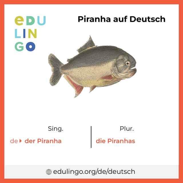 Piranha auf Deutsch Vokabelbild mit Singular und Plural zum Herunterladen und Ausdrucken