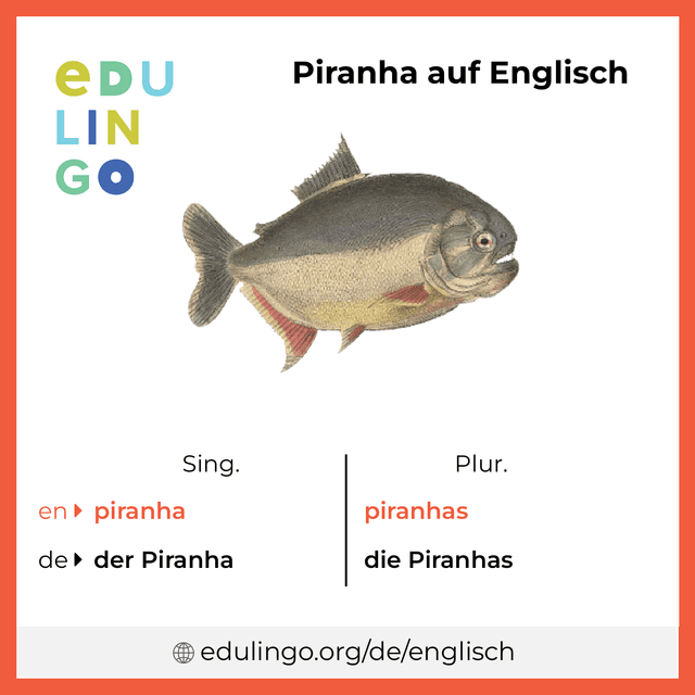 Piranha auf Englisch Vokabelbild mit Singular und Plural zum Herunterladen und Ausdrucken