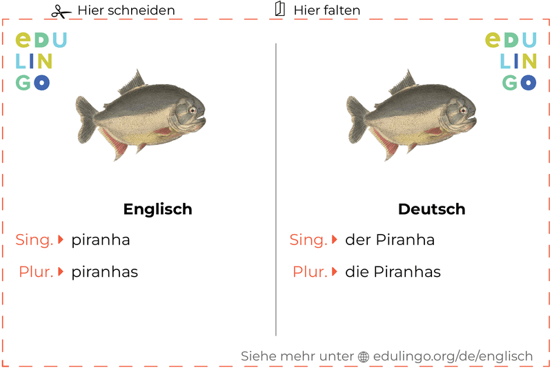 Piranha auf Englisch Vokabelkartei zum Ausdrucken, Üben und Lernen