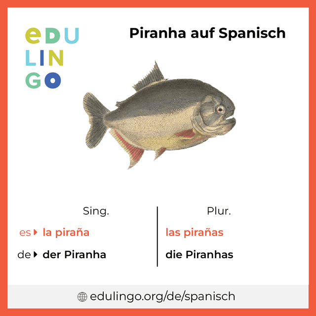 Piranha auf Spanisch Vokabelbild mit Singular und Plural zum Herunterladen und Ausdrucken