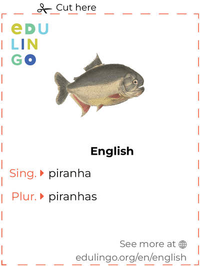 Piranha in English vocabulary flashcard for printing, practicing and learning