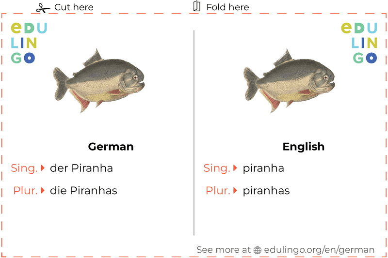 Piranha in German vocabulary flashcard for printing, practicing and learning