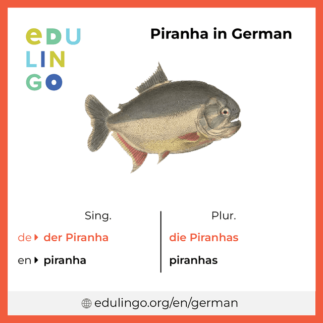 Piranha in German vocabulary picture with singular and plural for download and printing