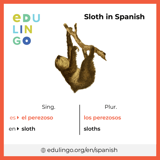 Sloth in Spanish vocabulary picture with singular and plural for download and printing